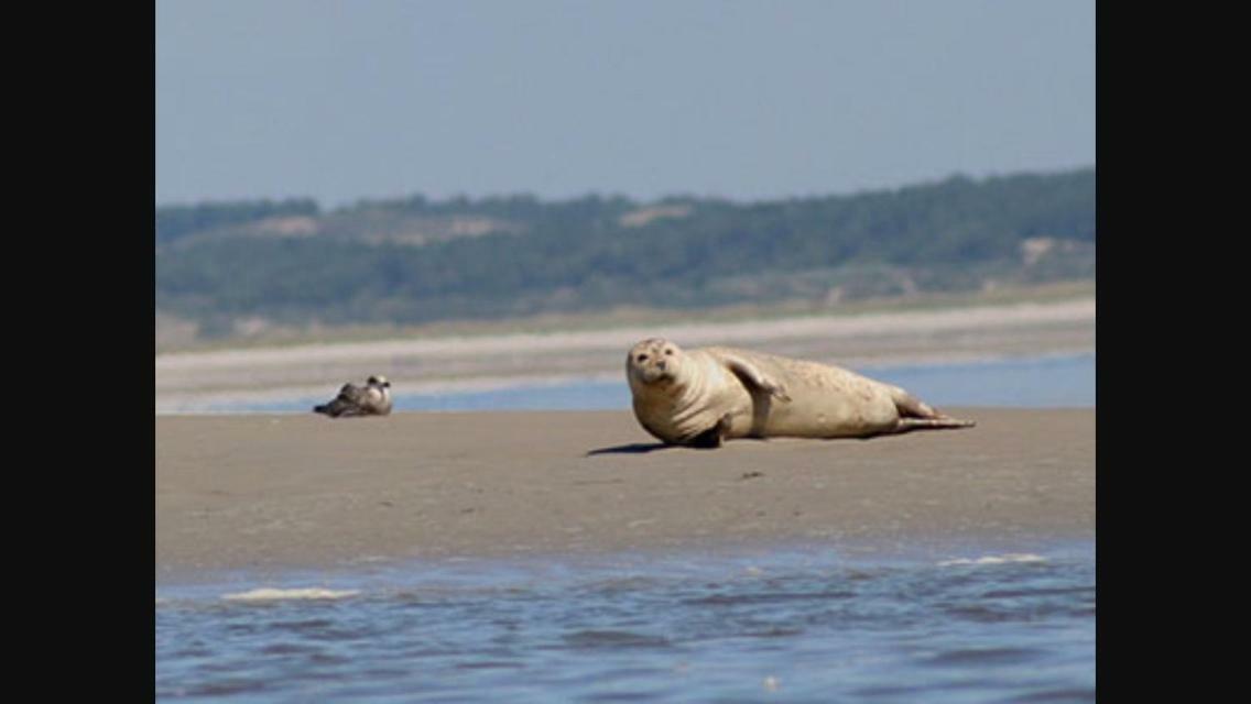 Gite L'Etoile De Mer Eu (Seine-Maritime) Dış mekan fotoğraf